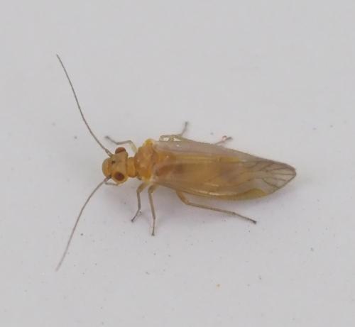 Valenzuela burmeisteri